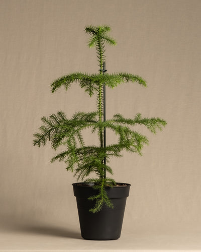 Ein kleiner Weihnachtsbaum im Topf vor einem neutralen Hintergrund. Die Araucaria heterophylla hat schlanke Zweige, die mit weichen, hellgrünen Nadeln geschmückt sind, die symmetrisch um den vertikalen Stamm angeordnet sind. Der schlichte schwarze Topf ergänzt die anmutige Struktur der Pflanze.