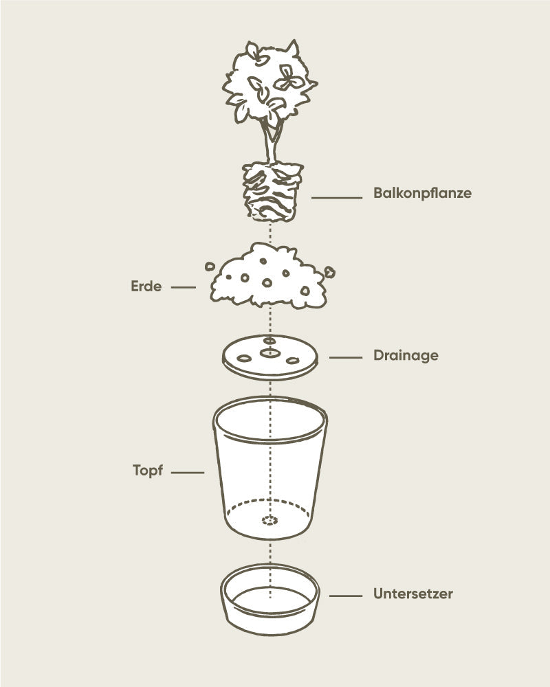 Schematische Darstellung der Schichten für das Eintopfen im Kunststoff Pflanzkübel (Amsterdam | 30 cm ⌀): von oben nach unten - Pflanze, Erde, Drainagescheibe, Topf und Untersetzer (auf Deutsch beschriftet), genau wie auf einem schicken Amsterdam Balkon.