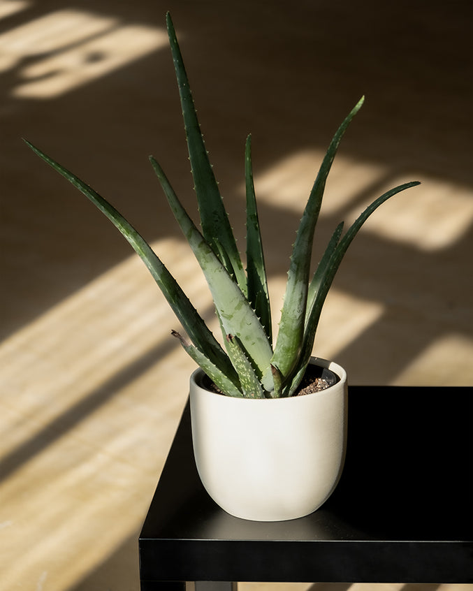  Aloe Vera in einem beigen Topf auf einem schwarzen Tisch.