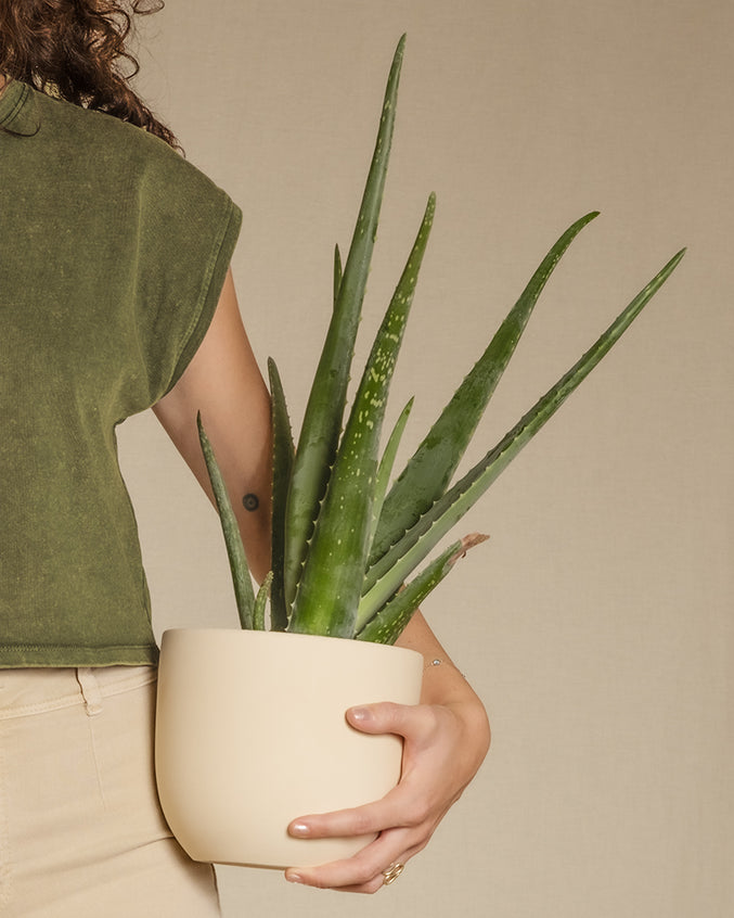 Eine Person in einem grünen Shirt hält eine grüne Aloe Vera in einem beigen Topf.