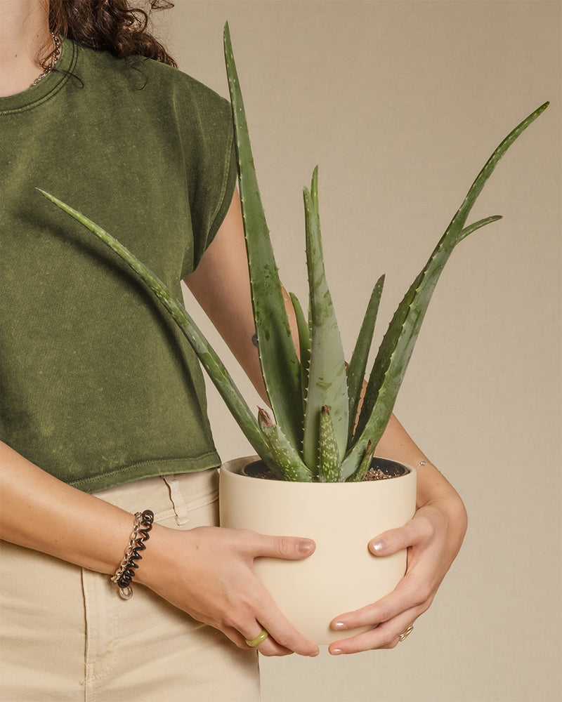 Eine Person in einem grünen Shirt hält eine grüne Aloe Vera in einem beigen Topf.