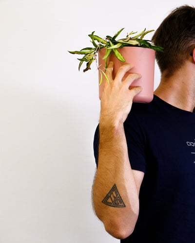 Hoya wayetii tricolor im Pinken Übertopf auf einer Schulter stehend mit einer Hand gehalten