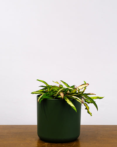 Hoya wayetii tricolor im Anthrazit Übertopf