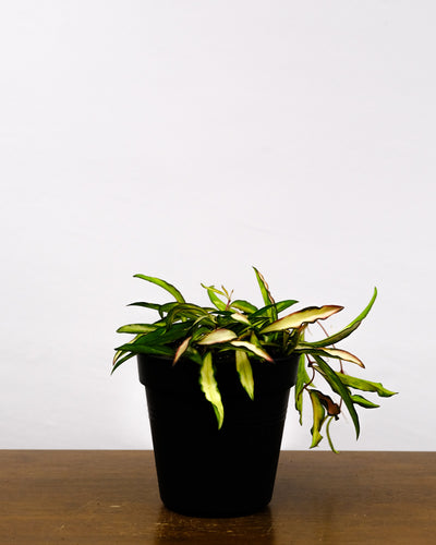 Hoya wayetii tricolor ohne Übertopf