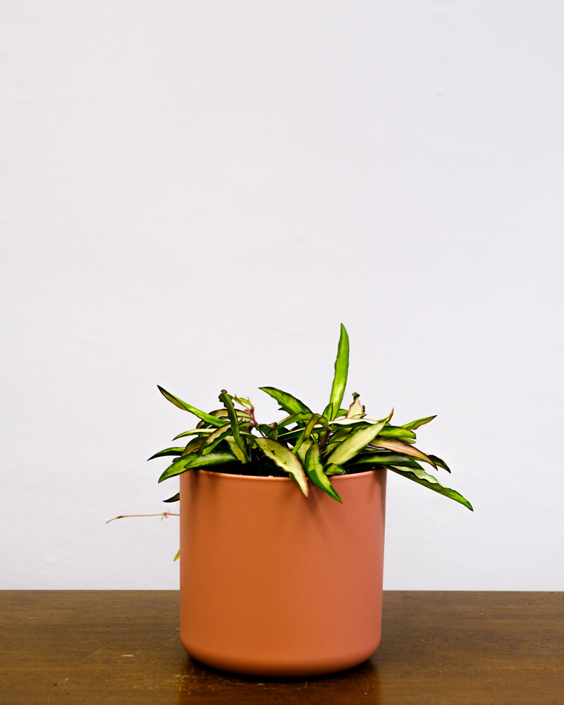 Hoya wayetii tricolor im Pinken Übertopf