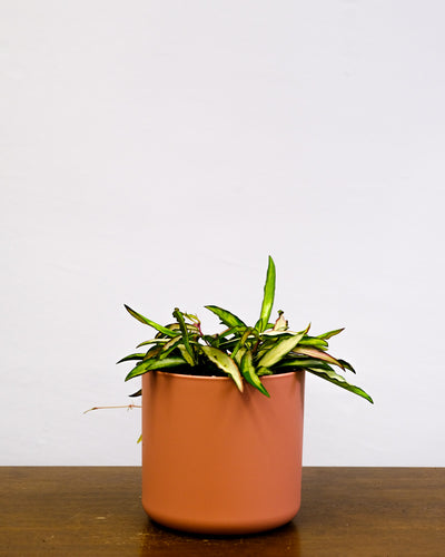 Hoya wayetii tricolor im Pinken Übertopf