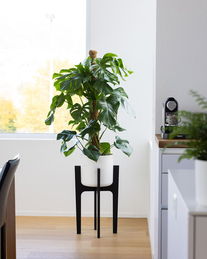 Eine Monstera XL in einem weißen Topf steht auf einem schwarzen Pflanzenständer in einem Esszimmer.