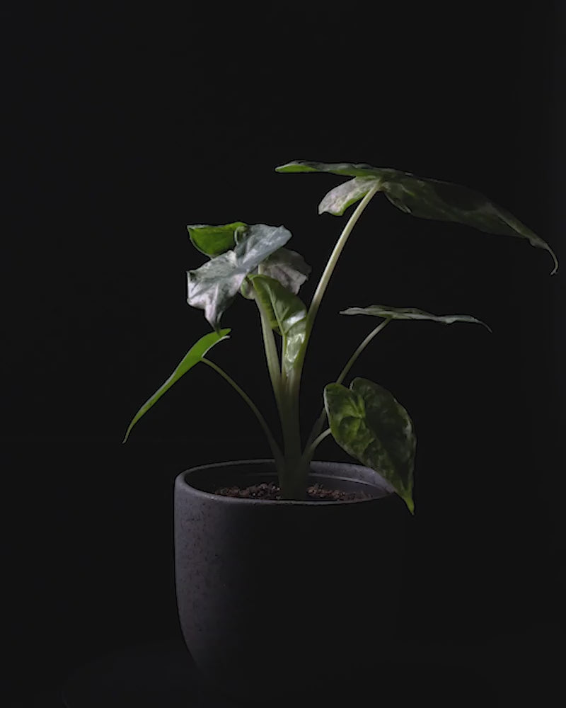 Sich drehende Alocasia odora variegata batik in dunklem feey Keramiktopf vor schwarzem Hintergrund