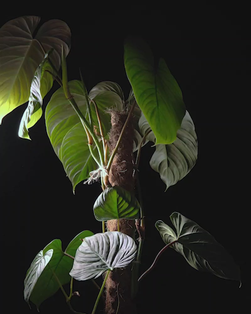 Sich drehender Philodendron majestic vor schwarzem Hintergrund