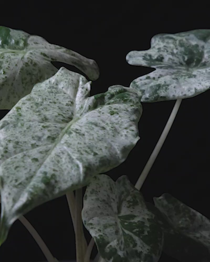 Sich drehende Alocasia macrorrhiza splash vor schwarzem Hintergrund