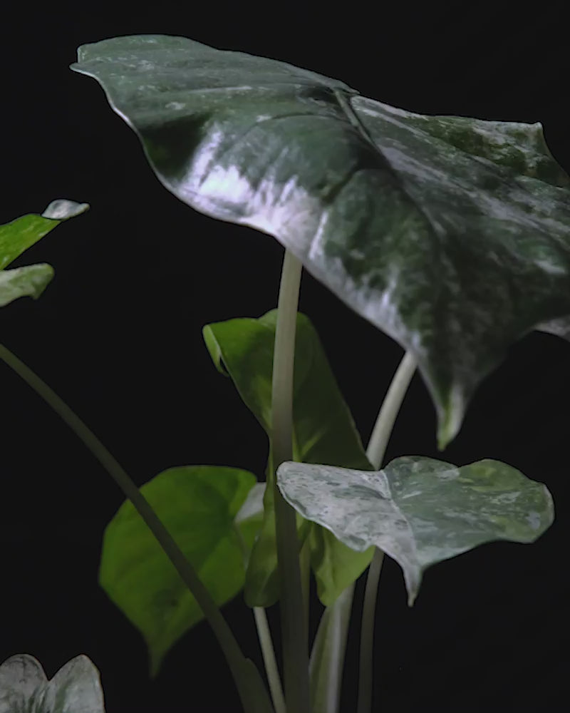 Sich drehende Alocasia odora variegata batik vor schwarzem Hintergrund