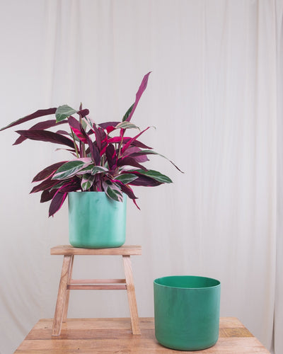 Calathea Triostar hüpft von einem grünen in den nächsten Topf