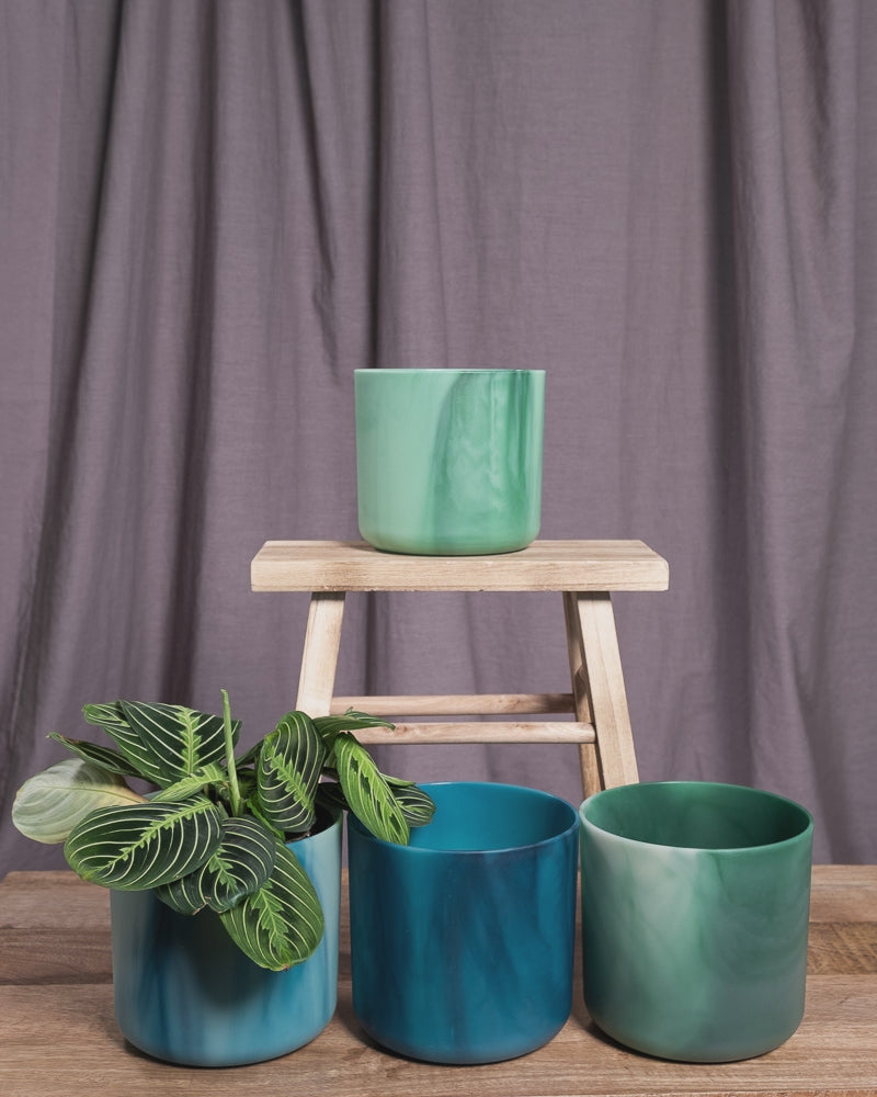 GIF von Maranta Lemon Lime, die zwischen hellgrünem, hellblauem, dunkelgrünen und dunkelblauem Blumentopf hin- und herspringt.