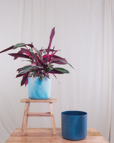 Calathea Triostar hüpft von einem blauen in den nächsten Topf