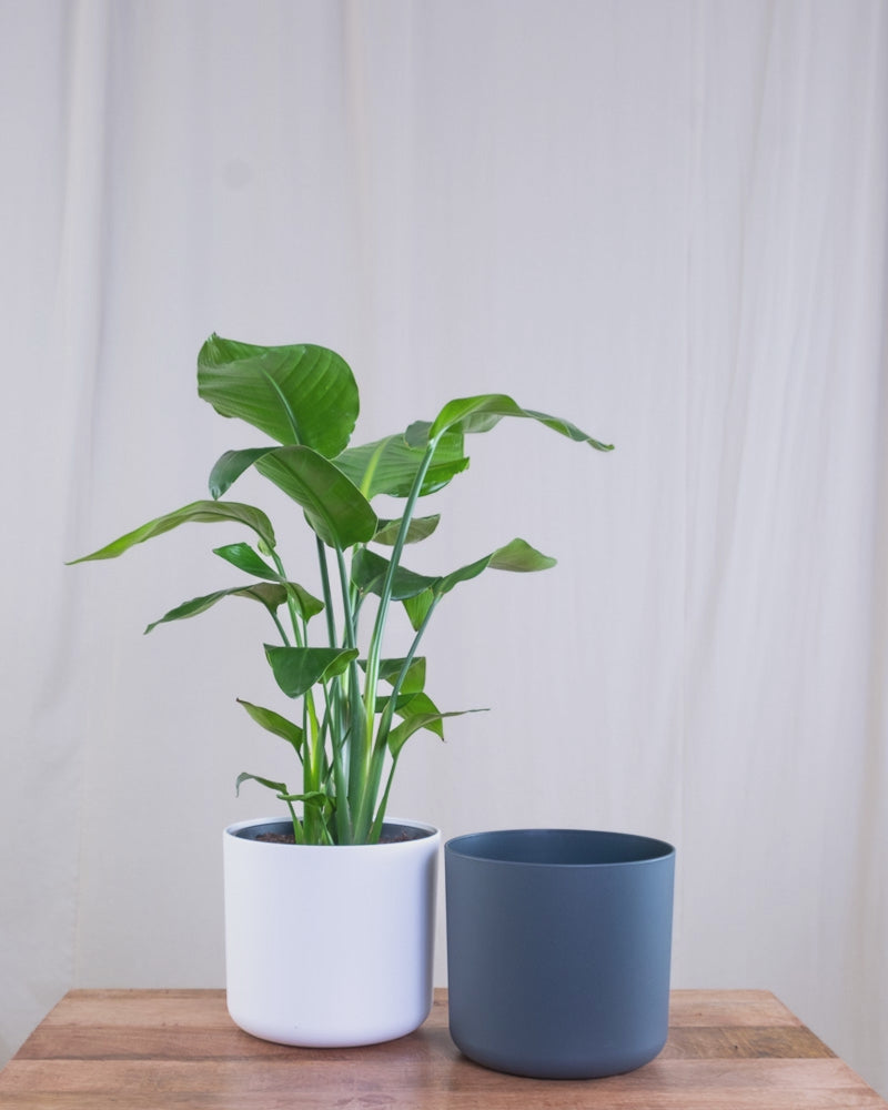 GIF von Strelitzie (Strelitzia nicolai) die zwischen weissem und anthrazitfarbenen Blumentopf hin- und herspringt