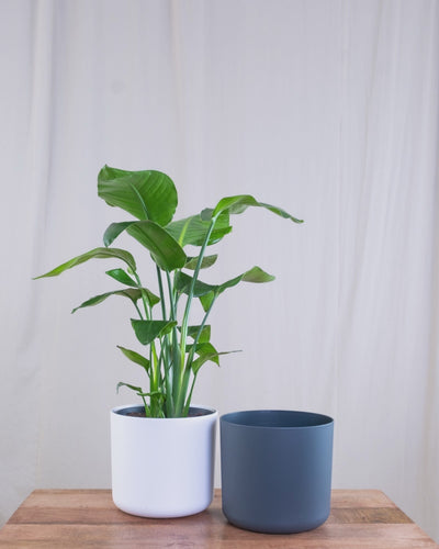 GIF von Strelitzie (Strelitzia nicolai) die zwischen weissem und anthrazitfarbenen Blumentopf hin- und herspringt