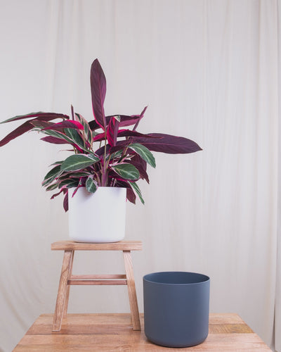 Calathea Triostar hüpft von einem weissen in eine anthrazit farbenen Topf