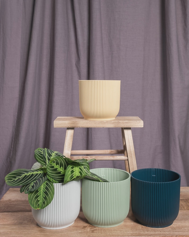 GIF von Maranta Lemon Lime, die zwischen gelbem, weissem, mintgrünem und dunkelblauem Blumentopf mit Rillen hin- und herspringt.