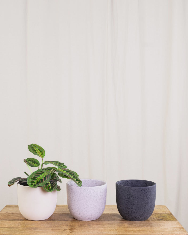 Gif-Animation einer Maranta, die von Topf zu Topf springt.
