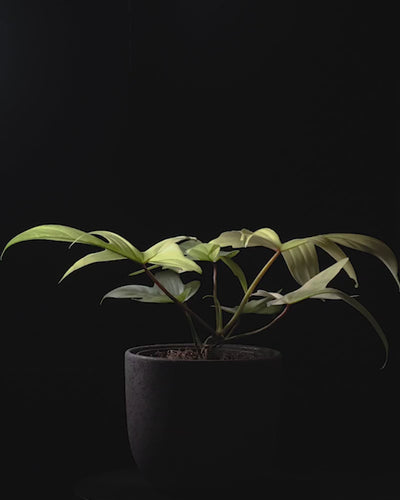 Sich drehender Philodendron florida ghost in dunklem feey Keramiktopf vor schwarzem Hintergrund.