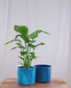 GIF von Strelitzie (Strelitzia nicolai) die zwischen hellblauem und dunkelblauem Blumentopf hin- und herspringt