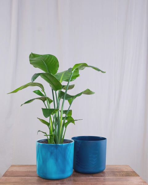 GIF von Strelitzie (Strelitzia nicolai) die zwischen hellblauem und dunkelblauem Blumentopf hin- und herspringt