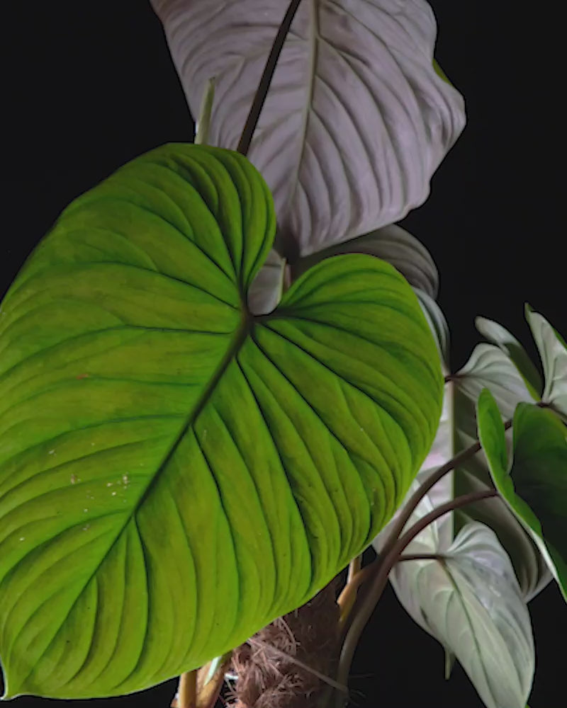 Sich drehender Philodendron majestic vor schwarzem Hintergrund