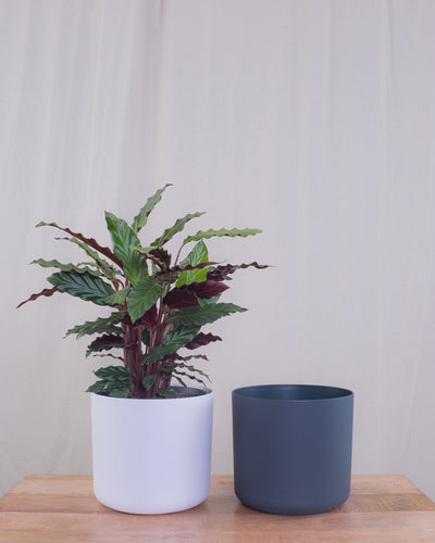 Calathea rufibarba im Weissen und Anthrazit Übertopf