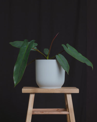 Philodendron atabapoense in verschiedenen feey Kunststofftöpfen