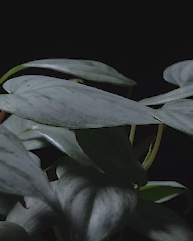 Sich drehende Philodendron sodiroi vor schwarzem Hintergrund.