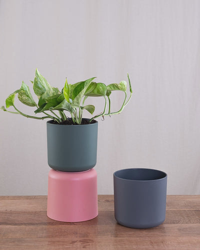 Eine Efeutute Marble Queen in einem grünen und anthrazitfarbenen Soft-Topf.