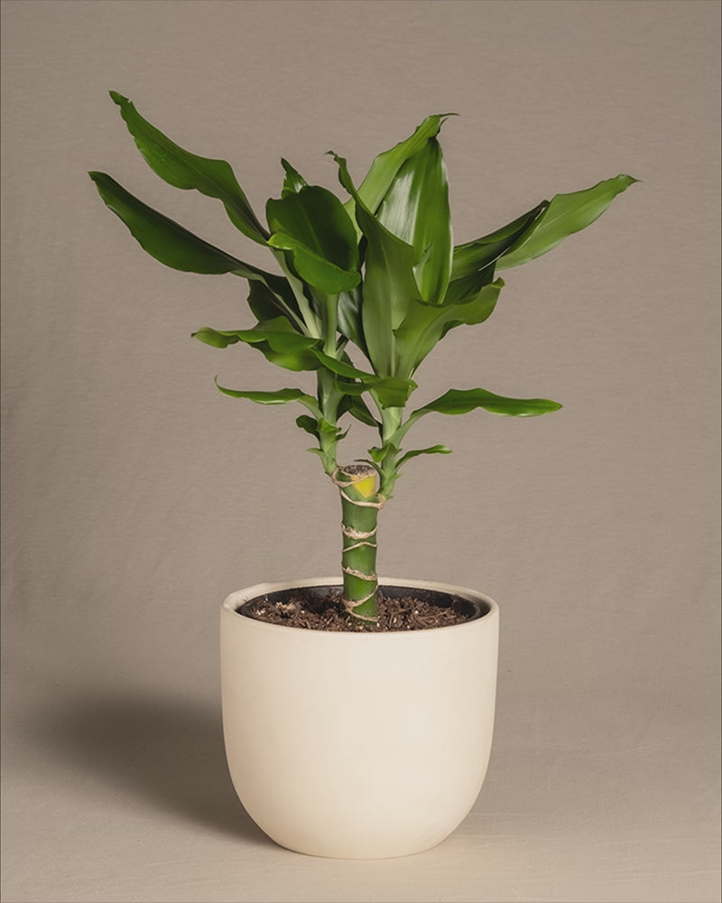 Gif Drachenbaum in den feey Keramiktöpfen.