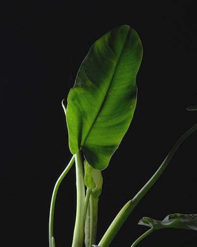 Sich drehender Philodendron jose buono vor schwarzem Hintergrund