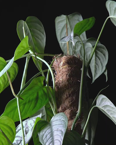 Sich drehende Monstera siltepecana in dunklem feey Keramiktopf vor schwarzem Hintergrund.