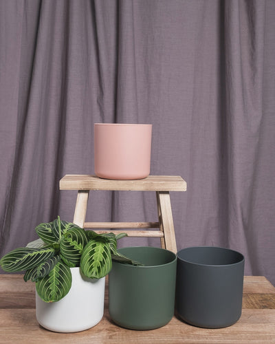 GIF von Maranta Lemon Lime, die zwischen pinkem, weissem, grünen und anthrazitfarbenem Soft-Blumentopf hin- und herspringt.