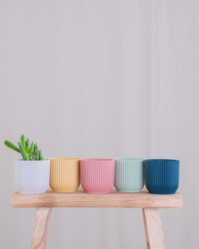 Gif Animation Baby Crassula ovata ‘Coral’ springt von weissem in gelben in rosafarbenen in mintgrünen in dunkelblauen Übertopf.