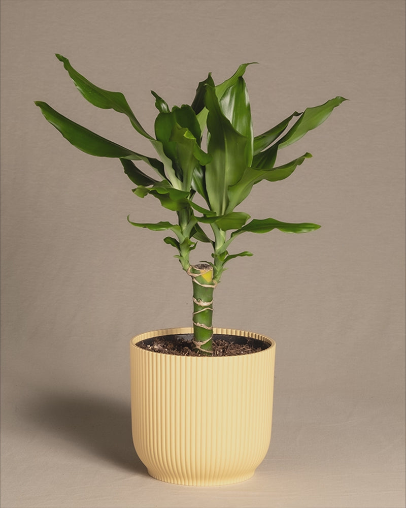 Gif Drachenbaum in Vibes Töpfen.