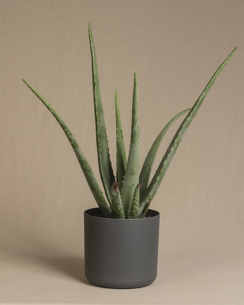 Aloe Vera in Soft Töpfen mit den Farben Anthrazit, Grün, Rosa und Weiss.