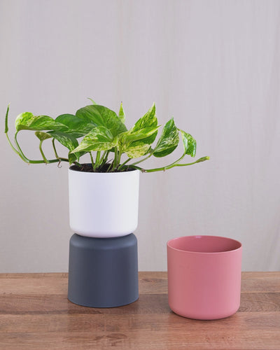 Eine Efeutute Marble Queen in einem weissen und pinken Soft-Topf.