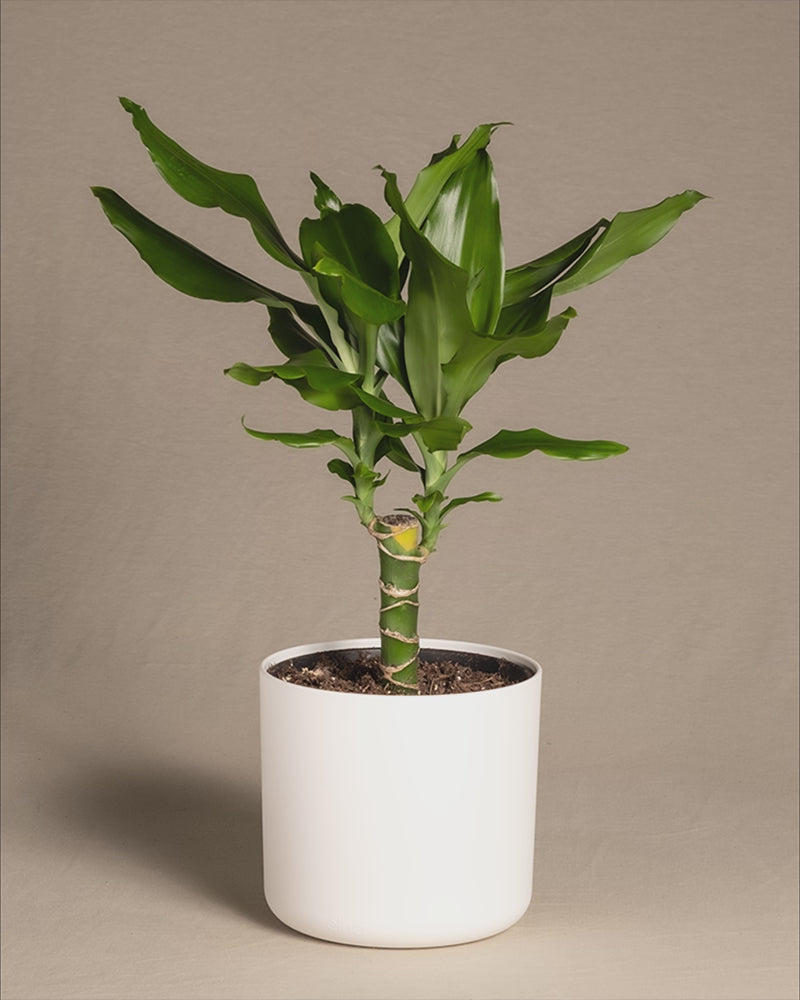 Gif Drachenbaum in Soft Töpfen.