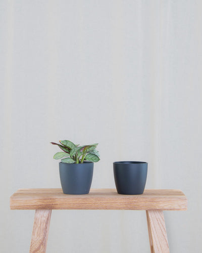 Gif Animation Baby Crassula ovata ‘Coral’ springt von anthrazit in schwarzen Übertopf.