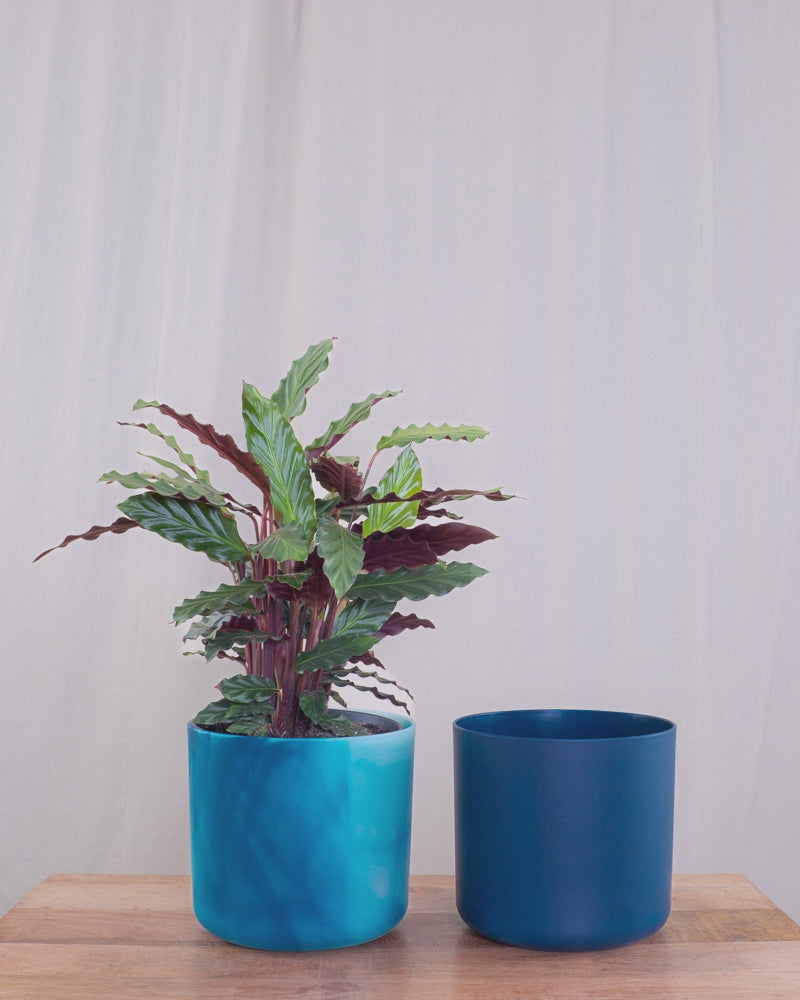 Calathea rufibarba im blauen Ocean Übertopf
