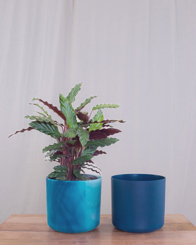 Calathea rufibarba im blauen Ocean Übertopf
