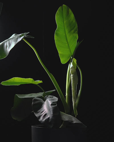 Sich drehender Philodendron jose buono in dunklem feey Kunststofftopf vor schwarzem Hintergrund