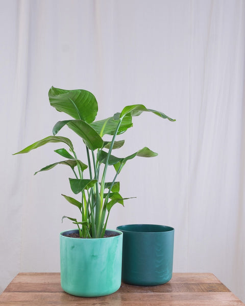 GIF von Strelitzie (Strelitzia nicolai) die zwischen hellgrünem und dunkelgrünem Blumentopf hin- und herspringt