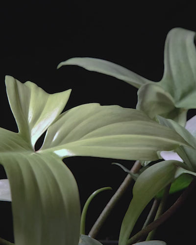 Sich drehender Philodendron florida ghost vor schwarzem Hintergrund.