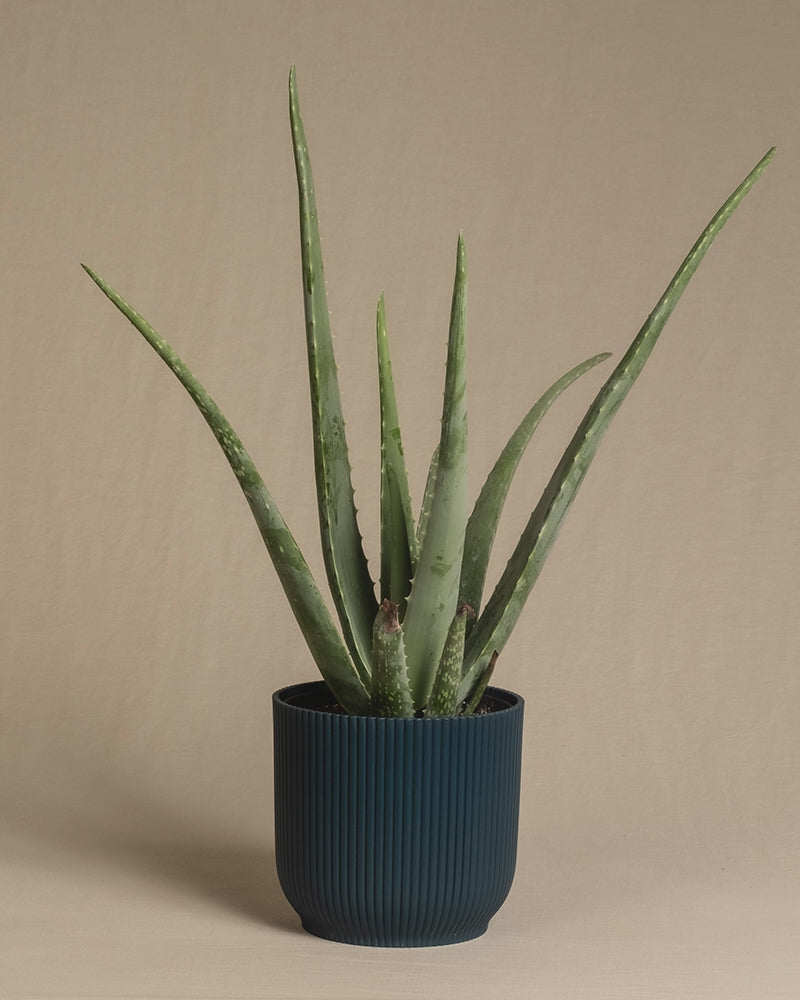 Aloe Vera in Vibes Töpfen mit den Farben Blau, Mint, Gelb und Weiss.