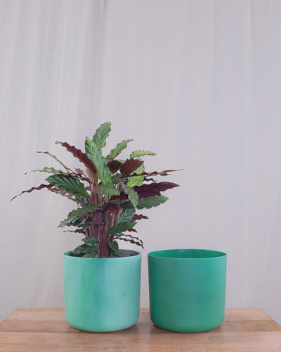 Calathea rufibarba im grünen Ocean Übertopf
