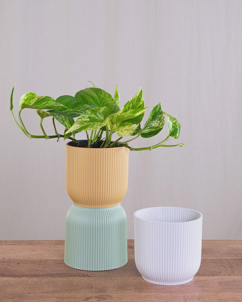 Eine Efeutute Marble Queen in einem gelben und weissen Vibes-Topf.