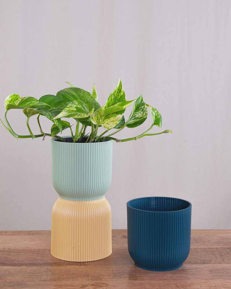 Eine Efeutute Marble Queen in einem mintfarbenen und dunkelblauen Vibes-Topf.
